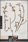 Foto von Salix caprea L.